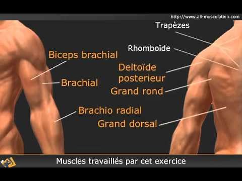 Vidéo du rowing allongé barre EZ supination