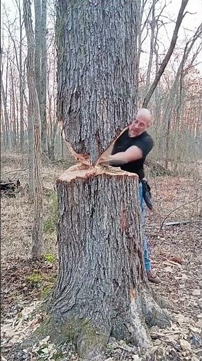 Bäume fällen: Wie Kraft und Technik die Natur formen