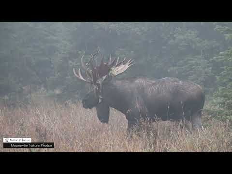 Grumpy the Moose Goes On a Date in Alaska #wildlife #moose #alaska