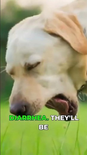 Why Grapes Are Dangerous For Dogs!