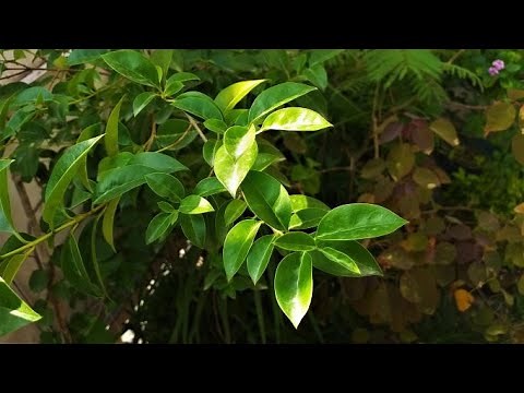 how to grow , plant & care for LIGUSTRUM JAPONICUM ( Wax-leaf privet , Japanese privet ) PLANT