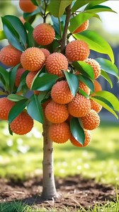 192K views · 988 reactions | Easy Lychee Tree Grafting Trick You Can Try Today!  #LycheeTree #TreeGrafting #gardentok #growyourownfruit #FruitTreeCare #backyardgardening #greenthumb | Morgan Venn | Facebook