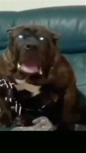 pitbull dog script 🐕💥#shorts #shortvideo