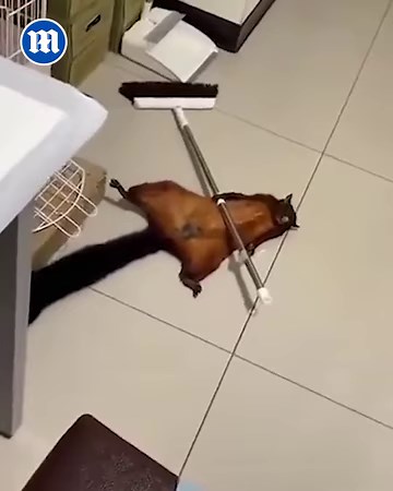 Give that rodent an Oscar! | Daily Mail Video