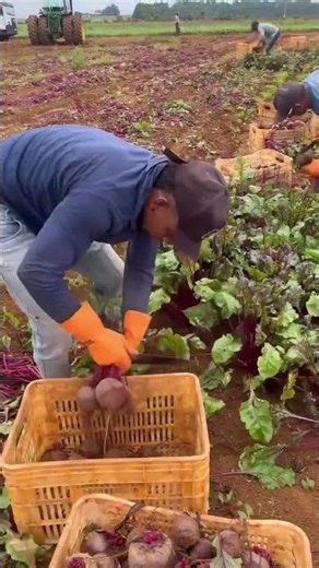 beetroot harvesting process #shorts