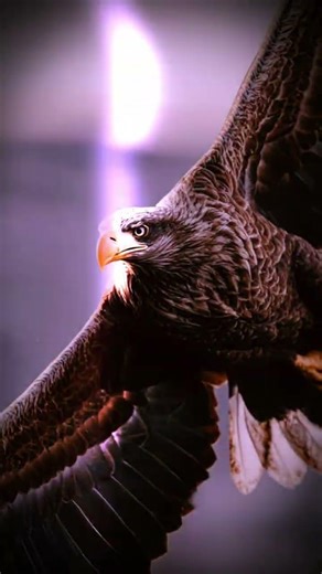 🦅 White-tailed eagle#WhiteTailedEagle