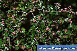 Jardin: Est-Ce Que Maclura Pomifera Est Comestible? - 2026 | Fr.Interior-Designy.com