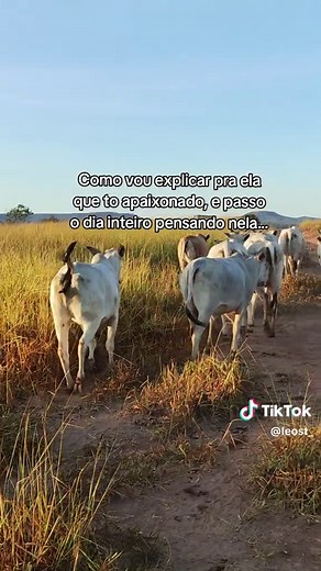LeoST_ no TikTok