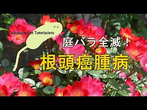 Garden｜庭バラ全滅！バラの根頭がん腫病発覚！ ｜ I found Crown Gall in my Roses