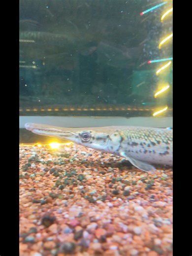 gar on sale