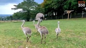 Our baby rhea are getting so big! 😍 All baby rhea are raised exclusively by their dads! That's right, the mother rhea will lay her eggs in the nest and then leave the rest to the fathers. So it is the male rhea that sits on the nest, feeds, defends and cares for his chicks until they're about six months old. 📹 Keeper Ella | Dartmoor Zoological Society
