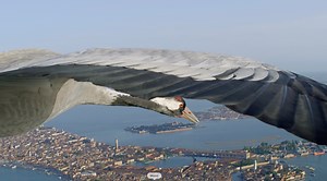 Common cranes have been hand-reared to fly alongside a microlight to capture these images. Earthflight (Winged Planet) uses many different filming techniques to create the experience of flying with birds as they reveal some of the greatest natural and man-made monuments of the planet. Clip taken from the 'Europe' episode of our BBC series Earthflight (Winged Planet). #venice #veniceitaly #VeniceVibes #friday #fridayvibes #FridayFeeling #commoncranes #birds #nature #wildlife #davidtennant | John 