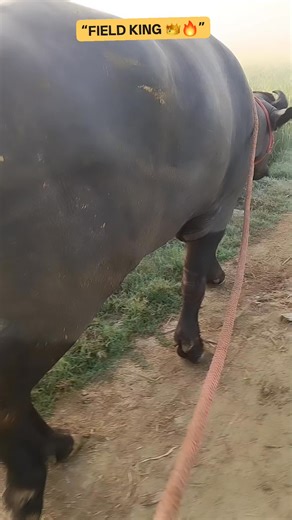 काला वीर 🐂 on Instagram: "After a strong and confident walk through the fields, Kale Veer returns with full energy and attitude 💪🌾 This is the real rural lifestyle — fresh air, open fields and unstoppable power. From the farm to the frame, Kale Veer shows pure strength and natural dominance. No filters. No drama. Just real village life and real power. 👉 Watch till the end and feel the farm vibes! #usareels #DesiSwag #buffalo"