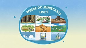 Minibeasts - Where do minibeasts live?
