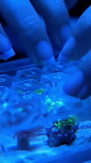 This Transparent Keyboard with Coral Reefs Will BLOW Your Mind! #shorts