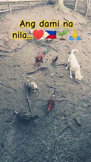 Masipag kumain mga alaga ko.