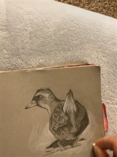 The pencil sounds were satisfying so I turned off the music. This is a Sora Rail, a saltwater bird 🎶🐦 #traditionalart #art #foryourpage #drawingchallenge #sketchbook