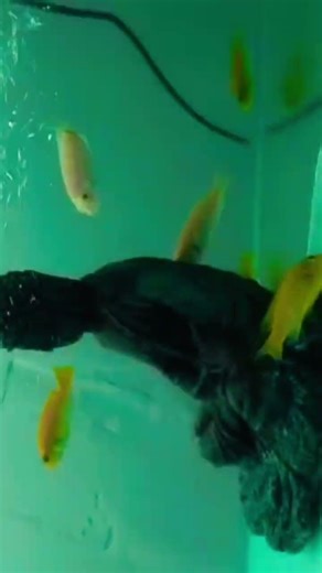 #Chicklet Tank Setup #fish #life #aquariumfish #aquarium