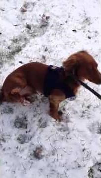 Bruno faking leg injury funny dog video