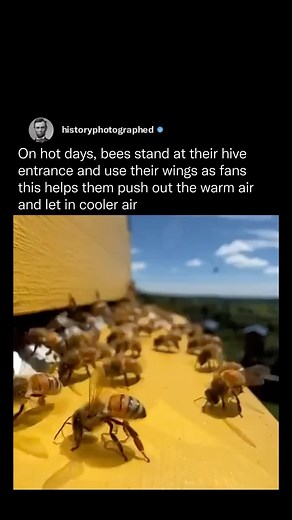 595K views · 47 reactions | On hot days, bees engage in a behavior...