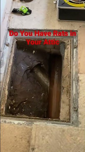 How we get rid of rats in the attic