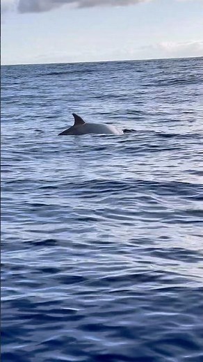 Giant Dolphin 🐬 | Madeira Island