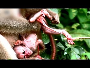 Sweet and Peaceful Moments of Newborn Baby Monkeys Growing Safely