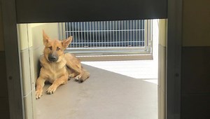 3.5K views · 38 reactions | Adopted Update 9/30/19: On EUTH LIST ...