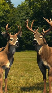 A Deere Season that saves bucks. Now until June 2, head to your local dealer and enjoy a $3000 discount on select models. | John Deere