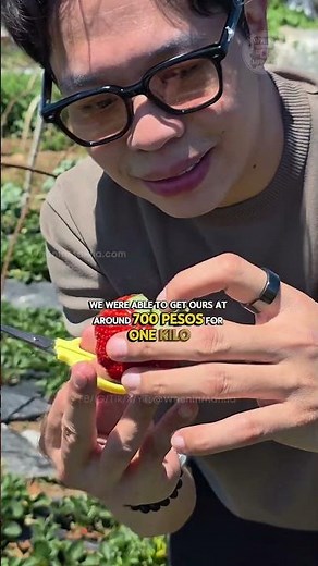 Strawberry Picking in Baguio: A Sweet and Surprisingly Healing Experience 🍓