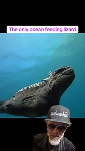 Marine iguanas are the only lizards on Earth that feed in the ocean, grazing marine algae and warming back up on volcanic rock. #Fishscaleous #StraightFromTheFishTank #MarineIguana #Godzilla #Wildlife #NatureFacts #wow #godzilla | Fishscaleous