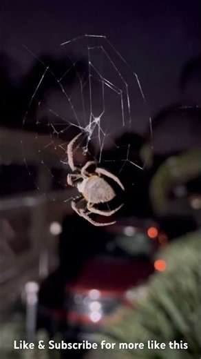 Our beautiful porch spider Charlotte #nature #spider