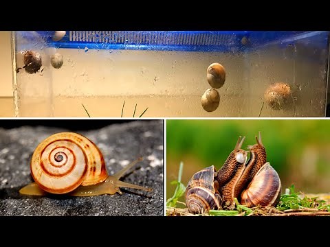 L’ ALLEVAMENTO DELLE CHIOCCIOLE IN CASA