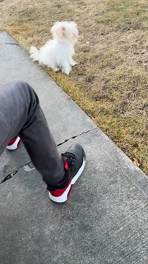 Stuffy playing after dog park #puppy #dogsofinstagram #yorkie #yorkiegram #cute | Stuffythepup | Facebook