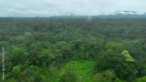 Cameroon’s Forests,Africa - May 18th 2024 -Explore the lush beauty of Cameroon’s forests 🌿✨ A true haven for nature and adventure