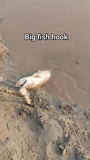 Big fish hook #pakistanfishingvlog #fishingpassionpk #daryameinmachhli #fishingmaniapakistan #pakistankeshikari #fishingloverspk #fishingaddictpk #riverfishingpakistan #ShauqEMachhli #machhlipakarna | fishing adventure