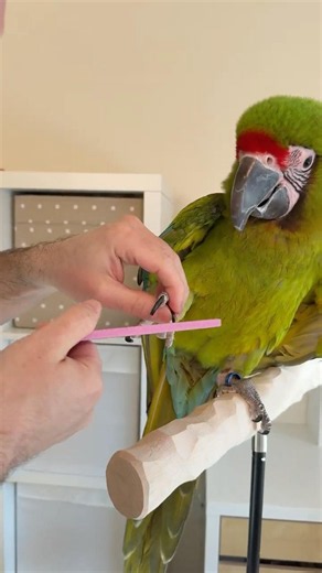 Great Green Macaw Gets a Nail Trim