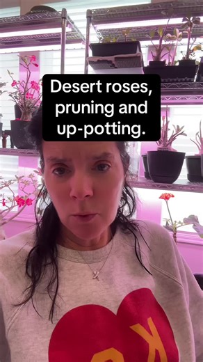 Pruning and up-potting your desert rose.