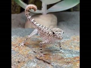 The scorpion tailed gecko in Oman 🇴🇲
