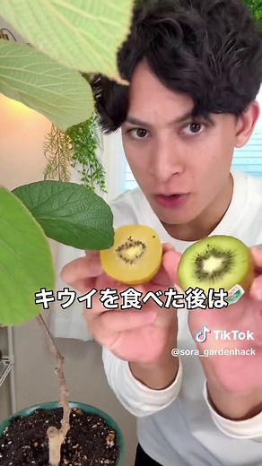 キウイのタネから育てる方法と必要な知識