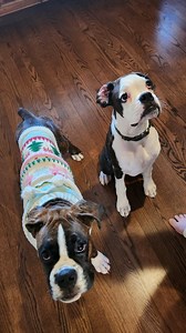 Milo and Loki, brothers from Megumi’s last litter have a play date. | Boxer Madness