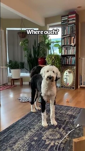 This will always be one of my favorite moments with Bunny ❤️🐾 #bunnythedog