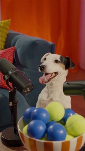 Tourner avec des chiens, ça donne ça… 🧡🦴