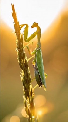 Why Male Mantises Face Their Worst Fear #survival #insects
