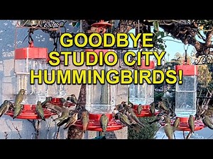 Last Hummingbird Swarm in Studio City, CA (12 hours)