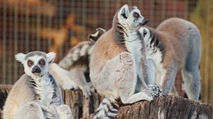 The lemur: Close-up footage of the endangered primate of Madagascar