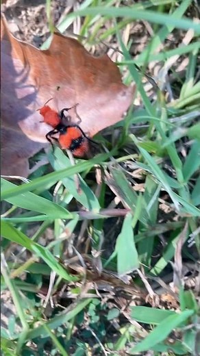 Cow Killer Ant - Painful Sting #homesteading #offgrid #redvelvetAnt