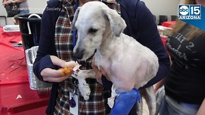 21K views · 598 reactions | FURRY FRIENDSGIVING! Volunteers at the Arizona Humane Society fed almost 600 dogs and cats on Wednesday morning. | ABC15 Arizona | Facebook
