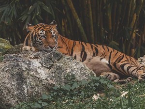 International Tiger Day 2023: History, significance and what is India' Project Tiger