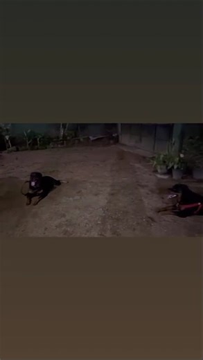 🐕🐶#rotwelier #dog bau bau